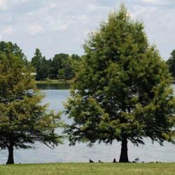 Lake Murray